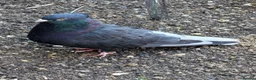 Pigeons birds for sale: Pair of Iranian Pigeons and Modena for Sale 🕊️ - Advert 5