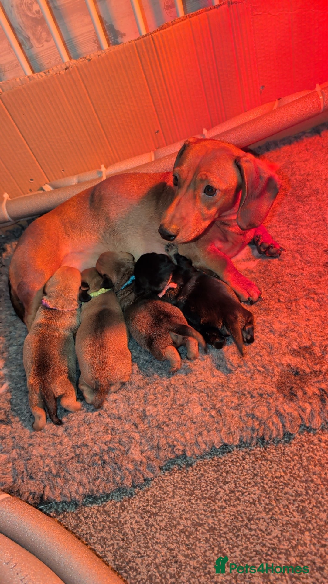 Mixed Breed dogs Dachshund cross pug puppies in Huddersfield - Advert 1
