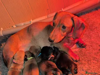 Mixed Breed dogs Dachshund cross pug puppies in Huddersfield - Advert 2