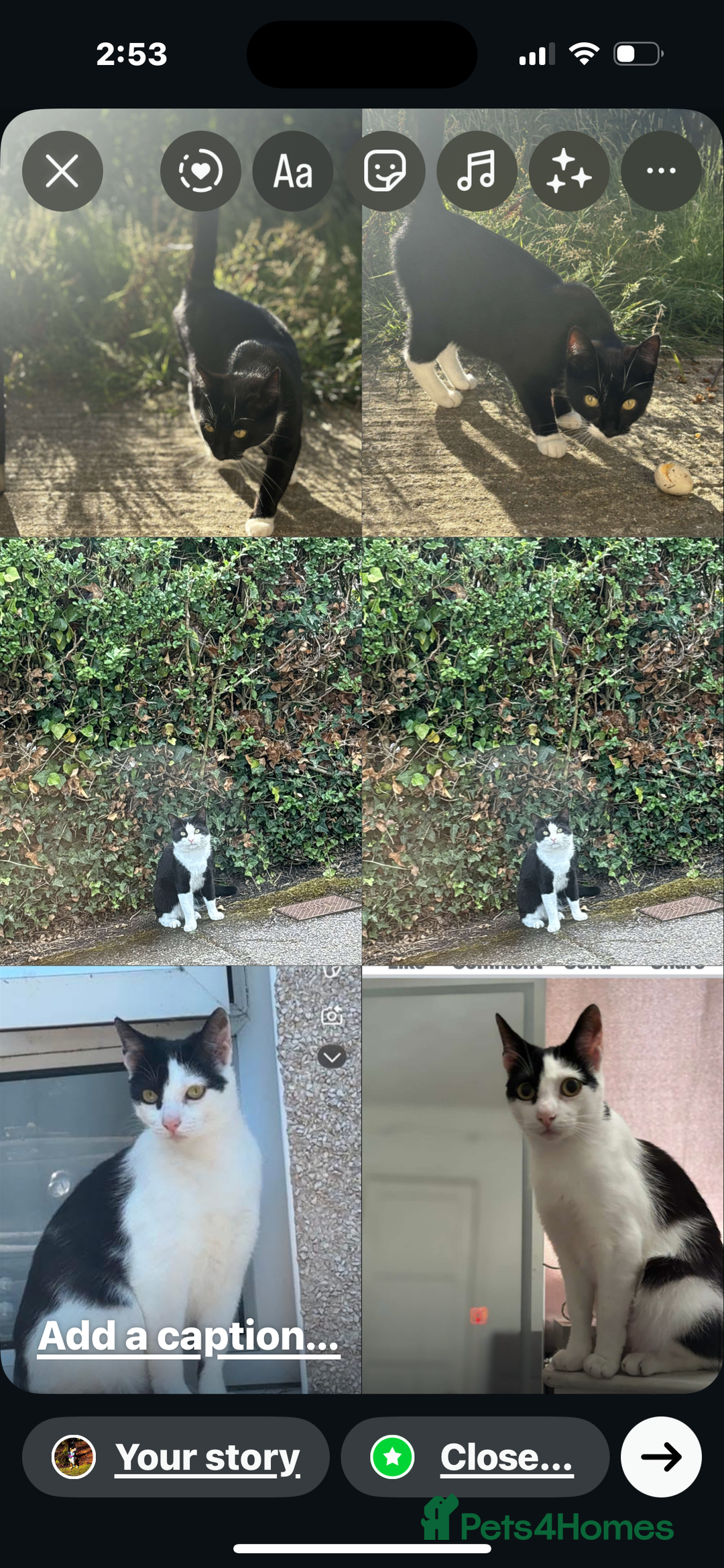 Mixed Breed cats for sale: hugo and bella - Image 4