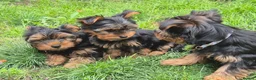 Yorkshire Terrier dogs for sale: 🐾 Beautiful Yorkshire Terrier Girls - Advert 21