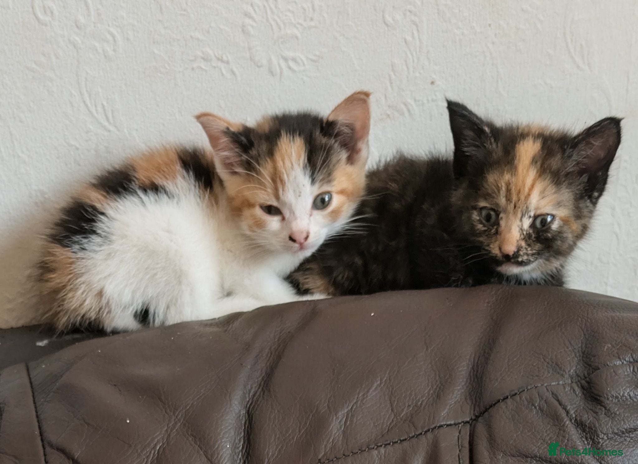 British Shorthair cats British Shorthair kittens for sale. - Advert 1
