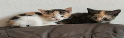 British Shorthair cats for sale: British Shorthair kittens for sale. - Advert 1