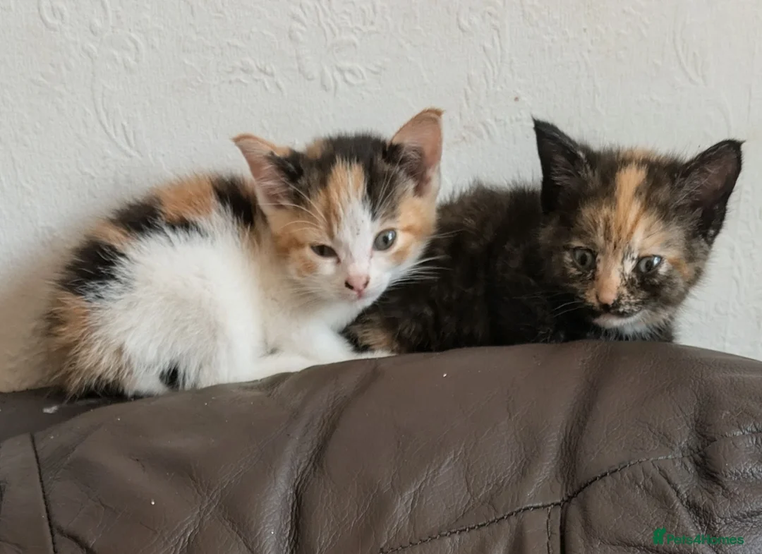 British Shorthair cats for sale: British Shorthair kittens for sale. - Advert 1