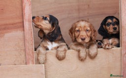 Cocker Spaniel dogs for sale: Full Cocker Spaniels Puppies  - Image 14