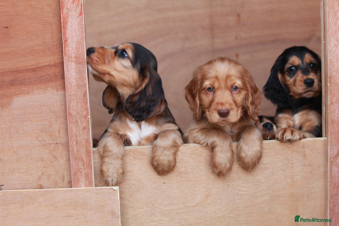 Cocker Spaniel dogs for sale: Full Cocker Spaniels Puppies  - Image 14