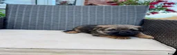 Border Terrier dogs for sale: Pedigree K C Reg Border Terrier Puppies for sale in Derby - Advert 19