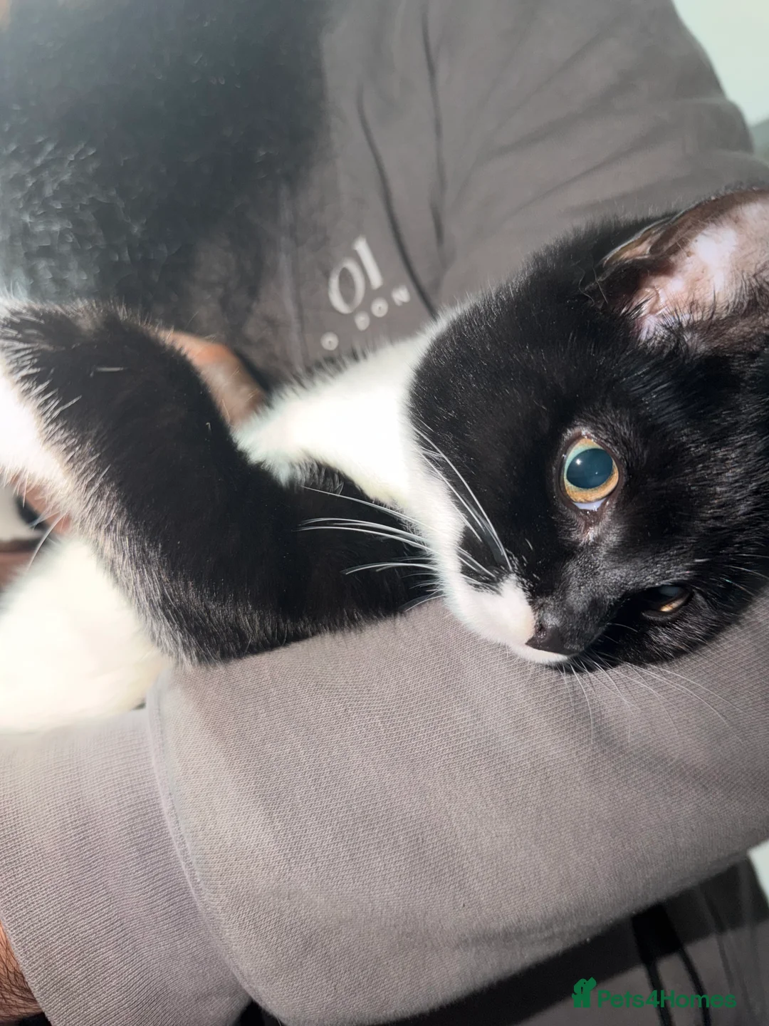 Mixed Breed cats for sale: Beautiful cat for sale . Adorable cat  - Advert 6