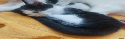 Mixed Breed cats for sale: 6 happy playful kittens - Advert 6