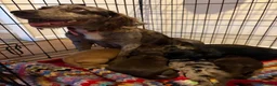 Cocker Spaniel dogs for sale: Beautiful cocker spaniel puppies 🐶 - Advert 16