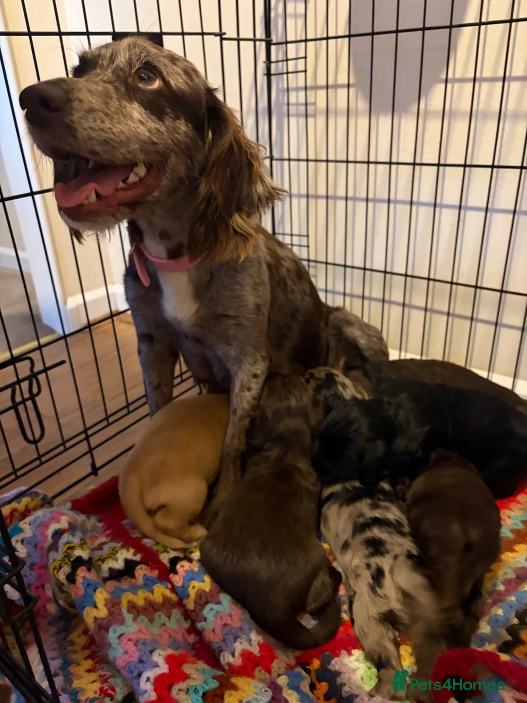 Cocker Spaniel dogs for sale: Beautiful cocker spaniel puppies 🐶 - Advert 16