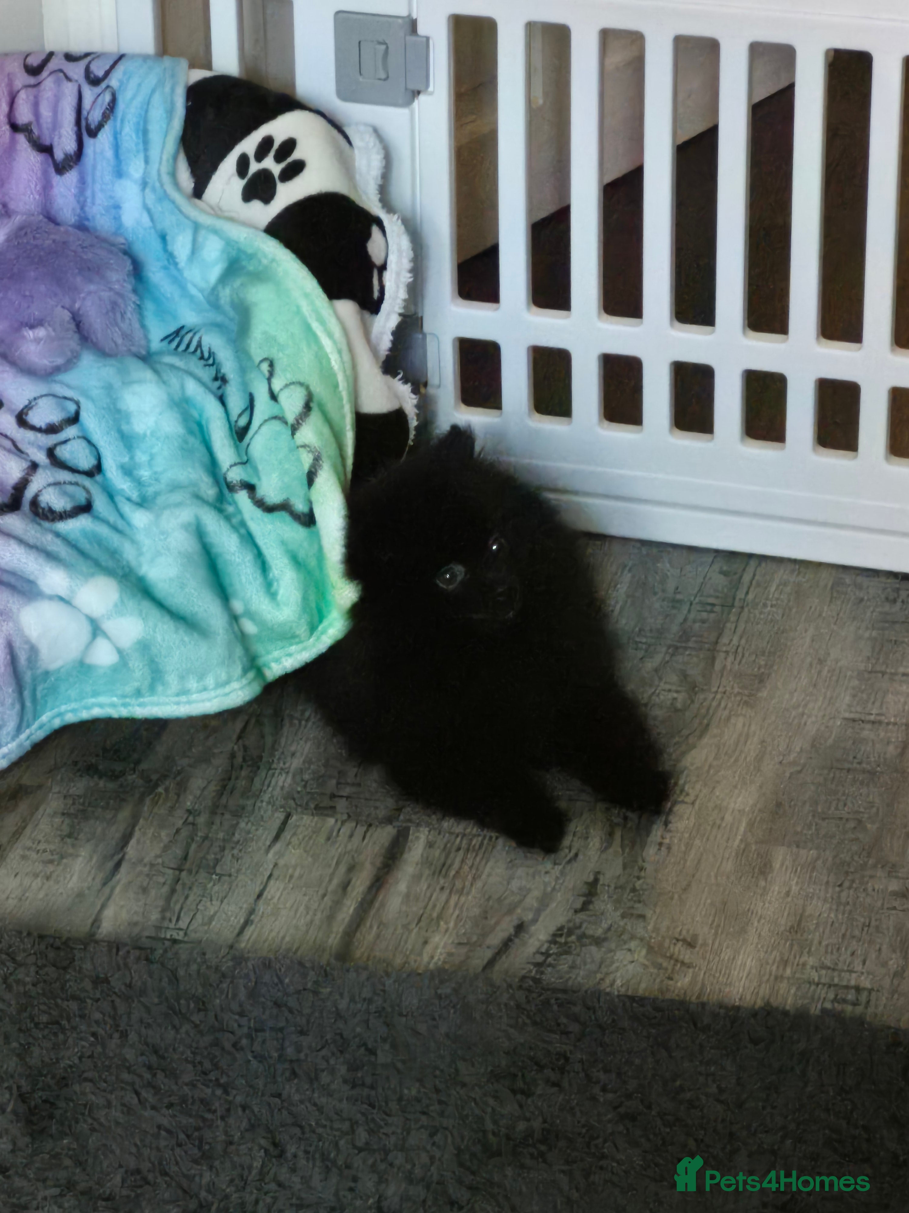 Pomeranian dogs Black pom 5mths old  - Advert 6