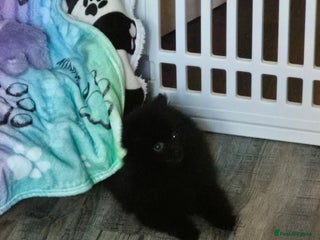 Pomeranian dogs Black pom 5mths old - Advert 8