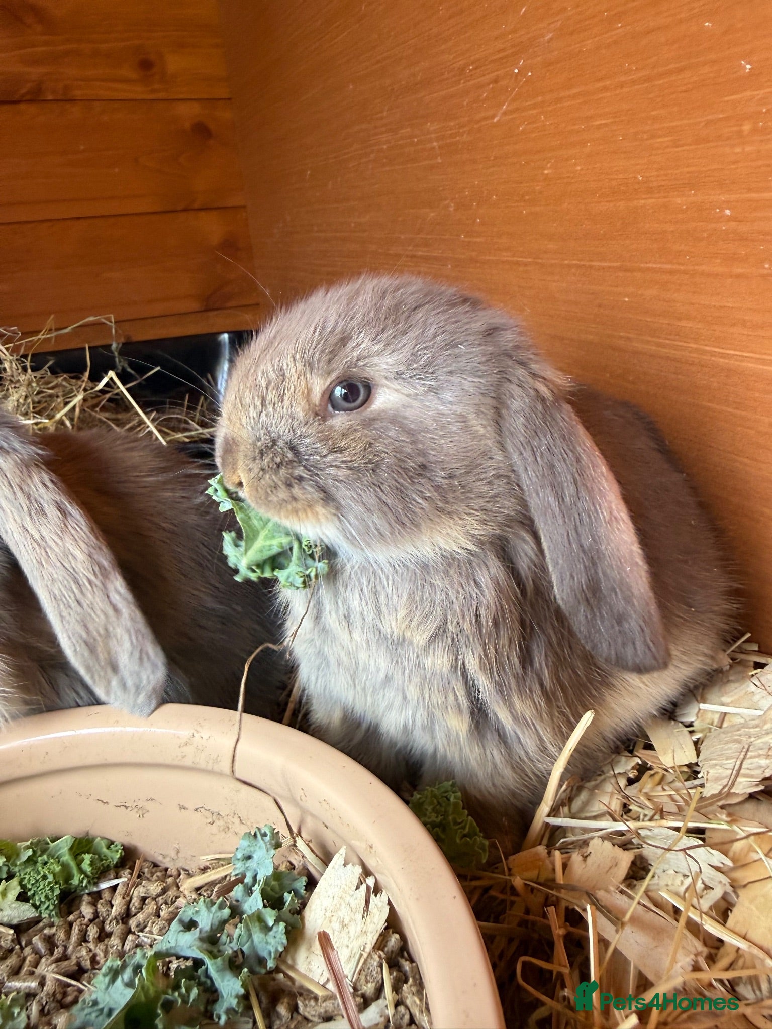 French Lop rabbits 💕Stunning pure bred French lops 💕 - Advert 3