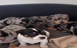 Jack Russell dogs for stud: Jack Russell for stud  - Image 6