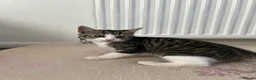 British Shorthair cats for sale: Cute British shorthair Kittens  - Advert 7