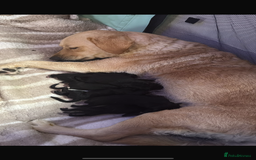 Goldador dogs for sale: Goldador puppies for sale  - Image 3