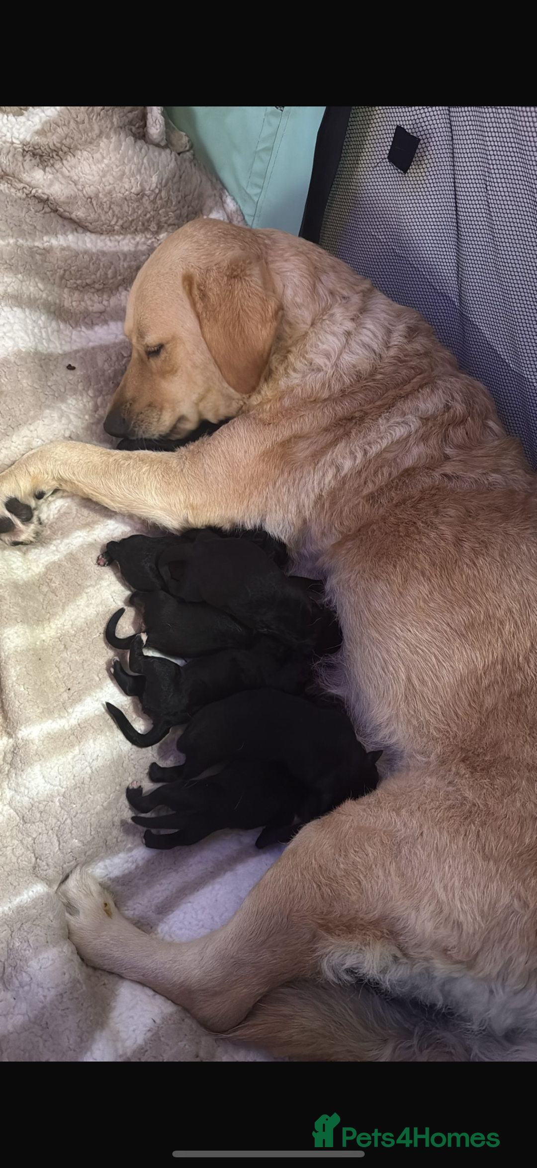 Goldador dogs for sale: Goldador puppies for sale  - Image 3