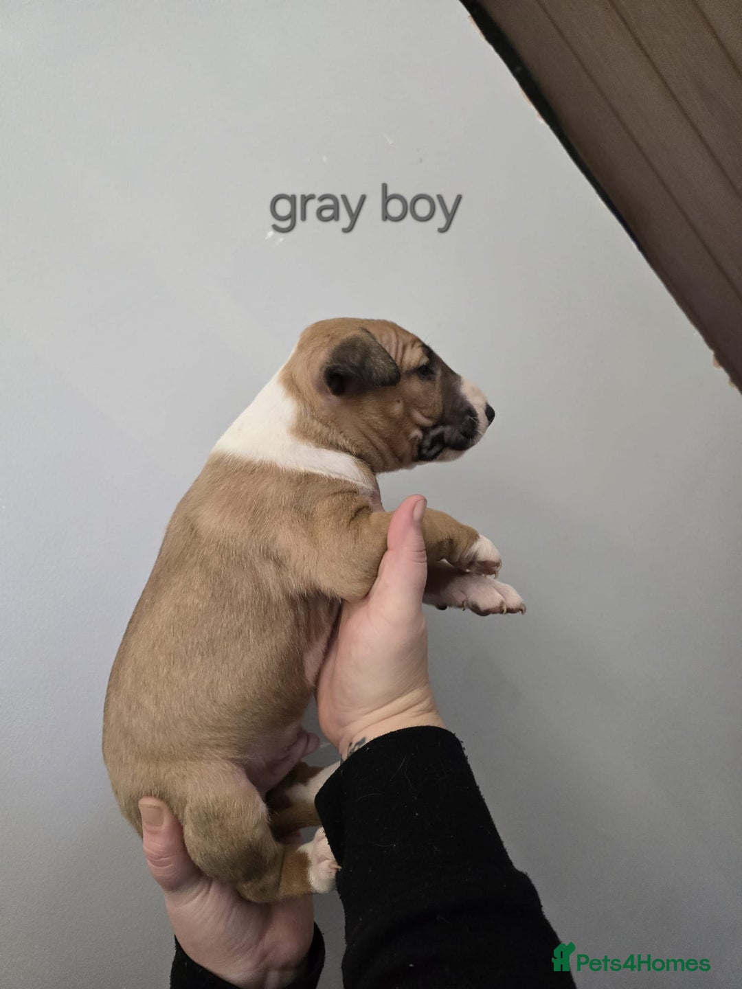 Bull Terrier dogs for sale: 4 English bull terriers - Advert 6