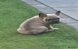 French Bulldog dogs for sale: 2 stunning frenchbulldog boys for sale  - Image 2