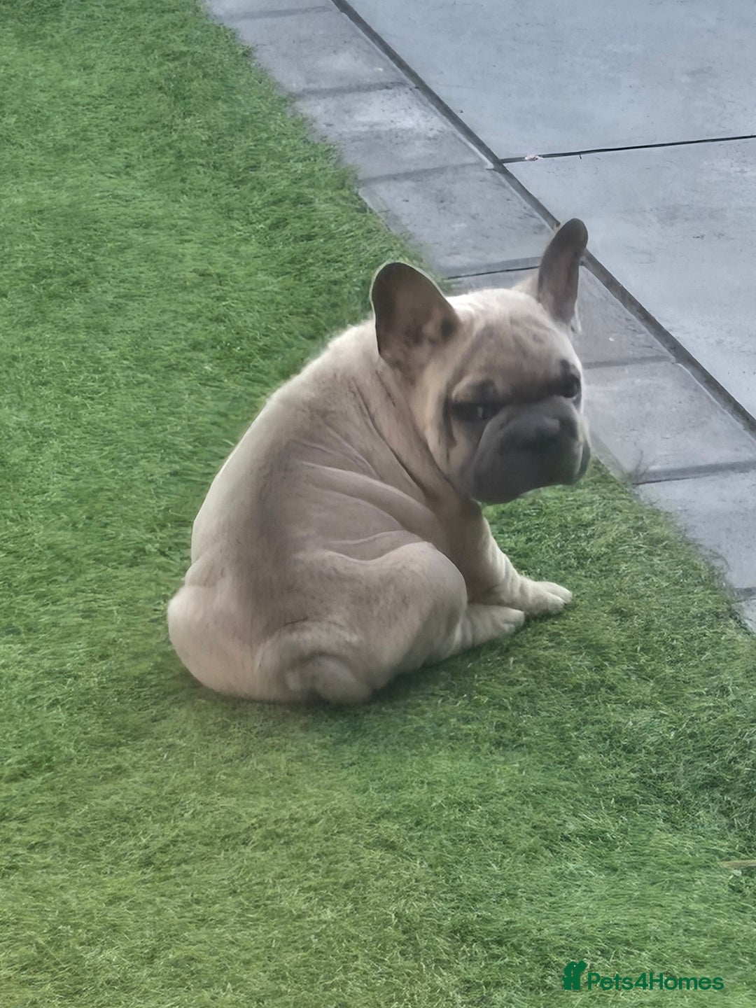 French Bulldog dogs for sale: 2 stunning frenchbulldog boys for sale  - Image 2