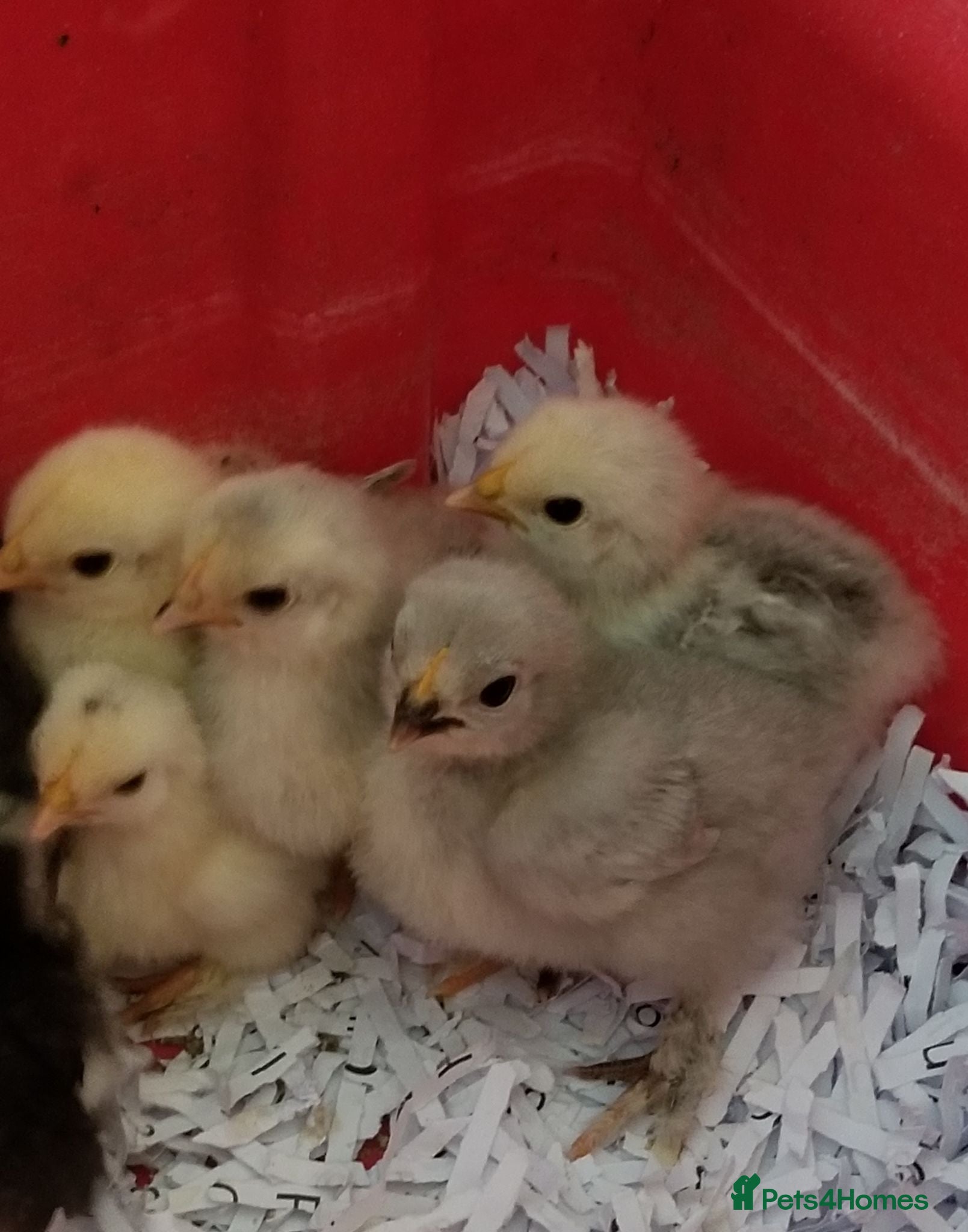 Chickens poultry Lavender pekin bantams - Advert 1