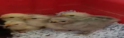 Chickens poultry for sale: Lavender pekin bantams - Advert 3