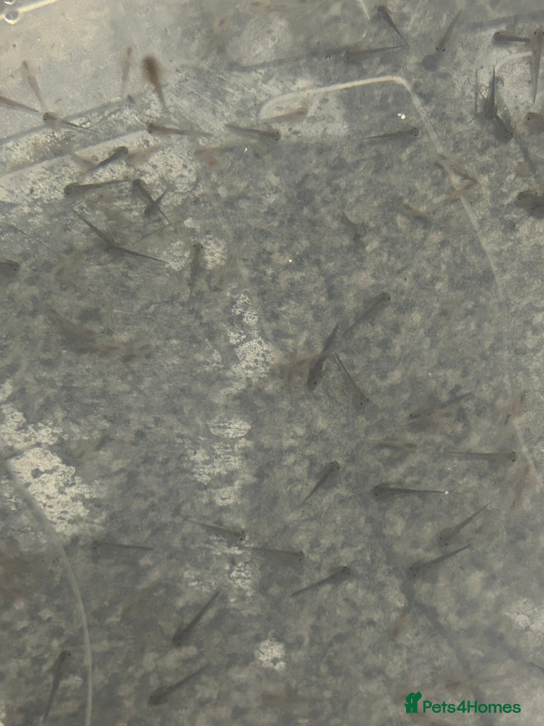 Axolotl reptiles for sale: Axolotl hatchlings  - Advert 10