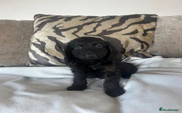 Cockapoo dogs for sale: Adorable F1 cockapoo puppies  - Image 1