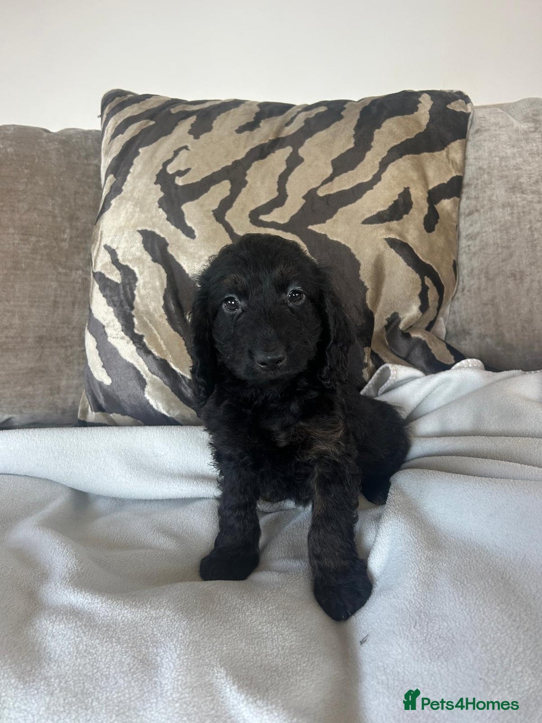 Cockapoo dogs for sale: Adorable F1 cockapoo puppies  - Image 1