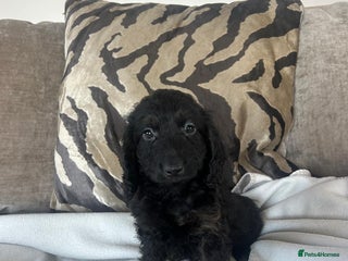 Cockapoo dogs - Advert 5