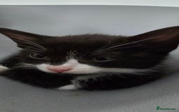 Mixed Breed cats for sale: 2 girls ready to go  - Image 1
