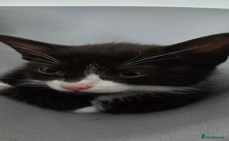 Mixed Breed cats - Advert 10