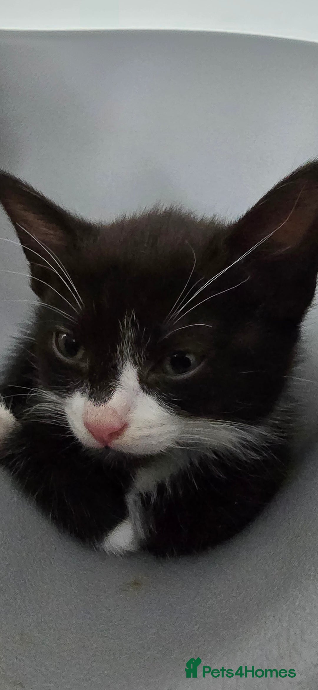 Mixed Breed cats for sale: 2 girls ready to go  - Image 1