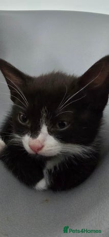 Mixed Breed cats - Advert 9