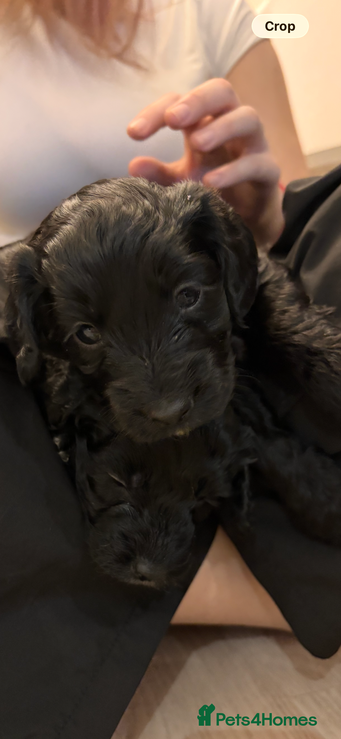 Cockapoo dogs F2 Cockapoo Puppies - Advert 4