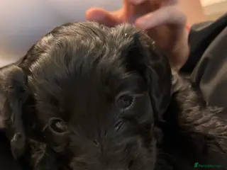 Cockapoo dogs F2 Cockapoo Puppies - Advert 6