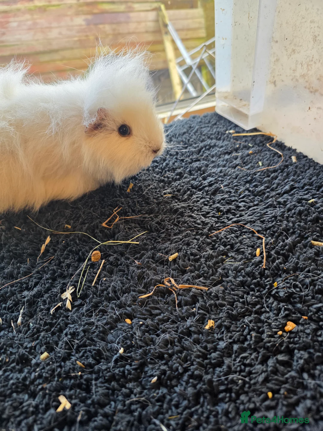 Guinea Pig rodents for sale: Swiss various colours - Advert 5