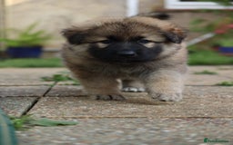German Shepherd dogs for sale: Adorable GSD pups, straight back line, KC reg - Image 36