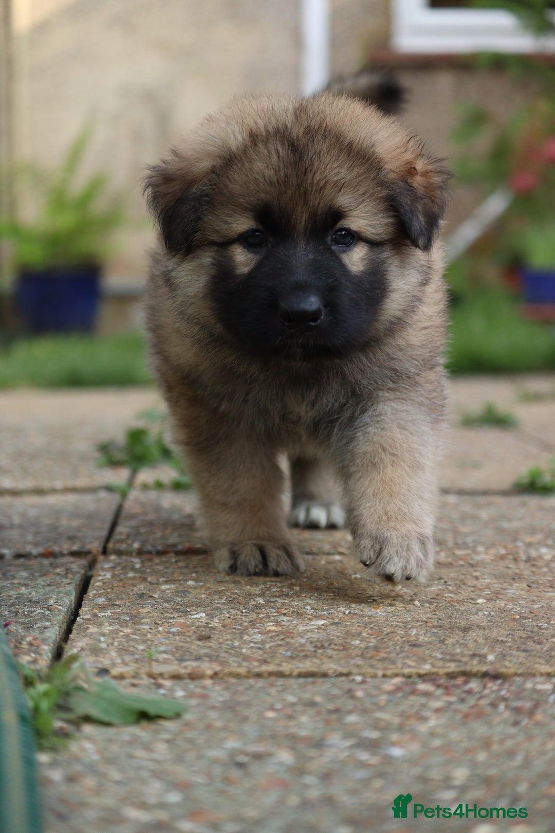 German Shepherd dogs for sale: Adorable GSD pups, straight back line, KC reg - Image 36