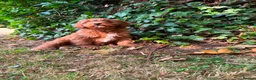 Cavapoo dogs for sale: Cavapoo puppies for sale f1 - Advert 9