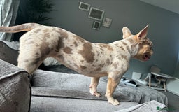 Mixed Breed dogs for sale: Coco - Merle Frenchie x Pocket Bully  - Image 2