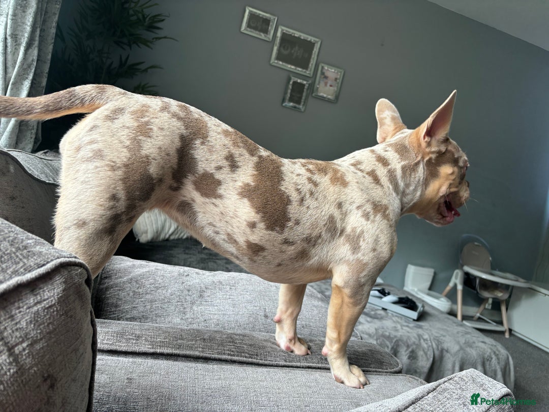 Mixed Breed dogs for sale: Coco - Merle Frenchie x Pocket Bully  - Image 2