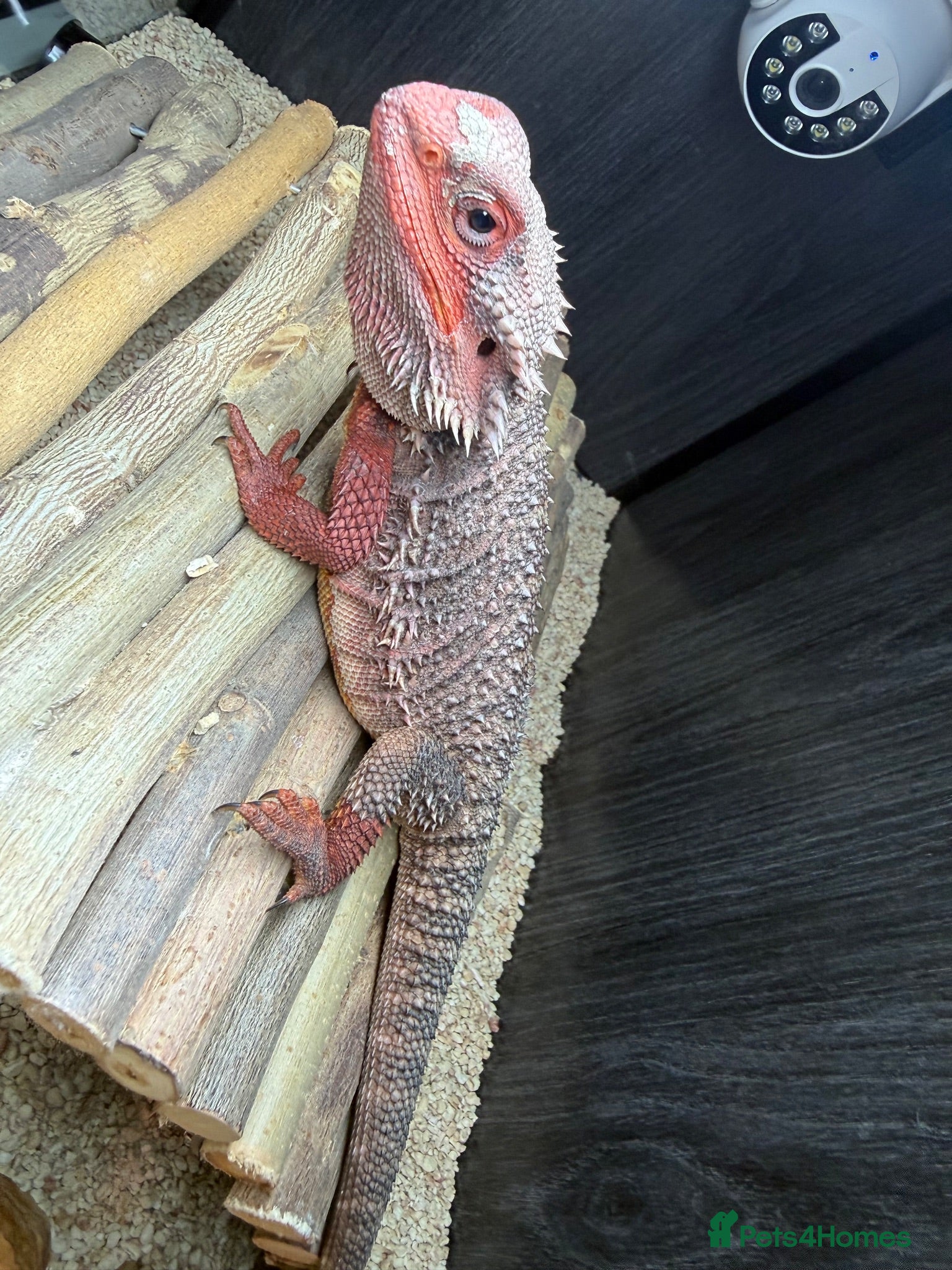 Bearded Dragon reptiles Red monster bearded dragon.  - Advert 2
