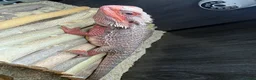 Bearded Dragon reptiles for sale: Red monster bearded dragon.  - Advert 2