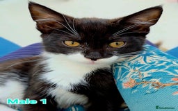 Mixed Breed cats for sale: 4 Maine Coon X Kittens Still Available!! - Image 12