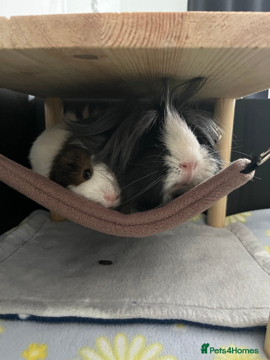 Guinea Pig rodents for sale: 2 male guinea pigs  - Advert 3