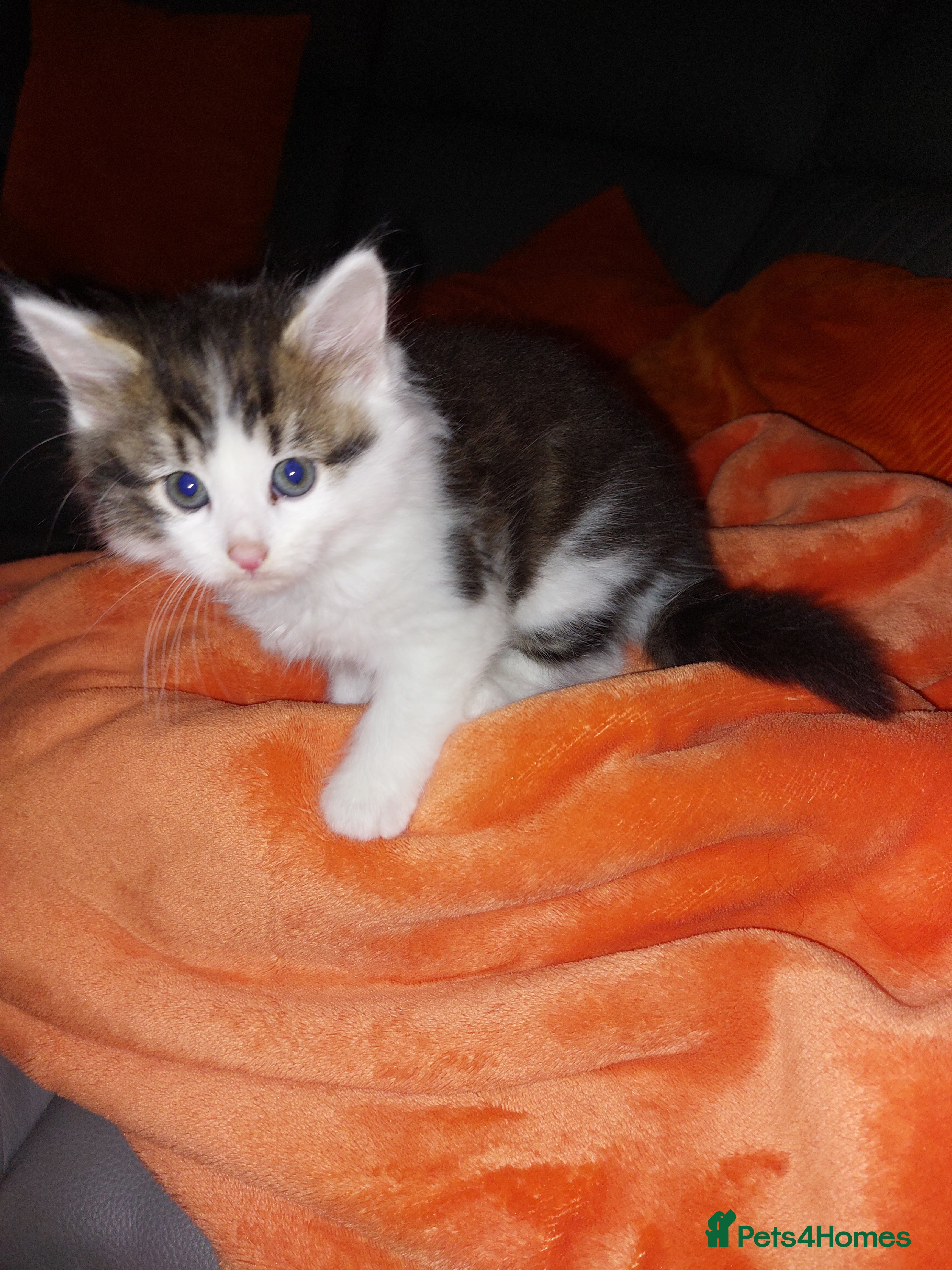 Persian cats for sale: Persian cross kitten  - Advert 1