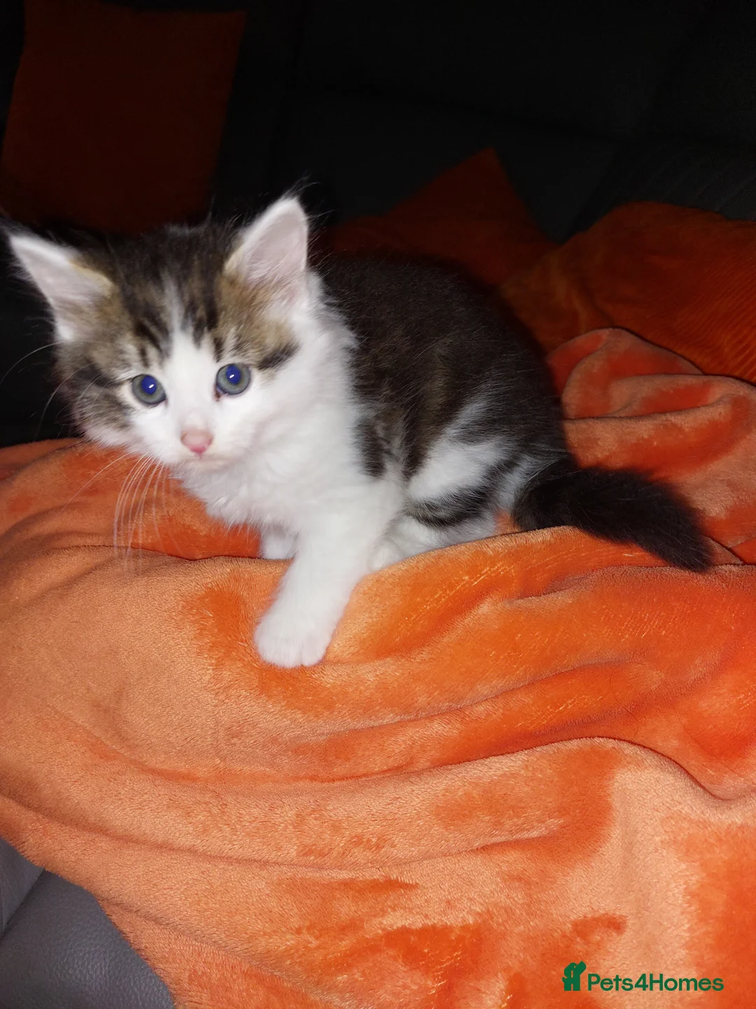 Persian cats for sale: Persian cross kitten  - Advert 1