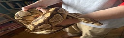 Python Snake reptiles for sale: Ball Pythons Leopard YB lesser enchi gravel pastel - Advert 1